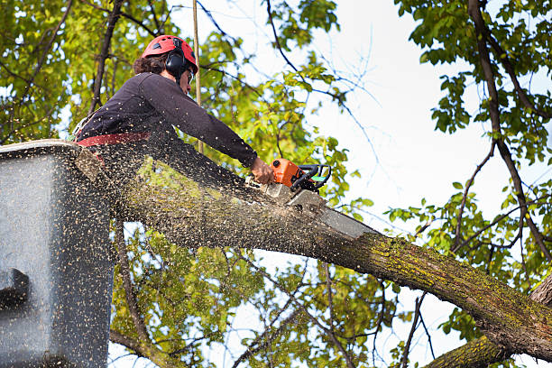 How Our Tree Care Process Works  in  Bunk Foss, WA