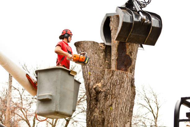 Reliable Bunk Foss, WA Tree Services Solutions